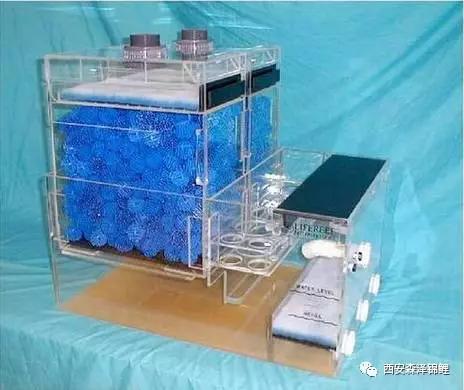 最强锦鲤鱼池过滤系统,锦鲤池最好的过滤设备