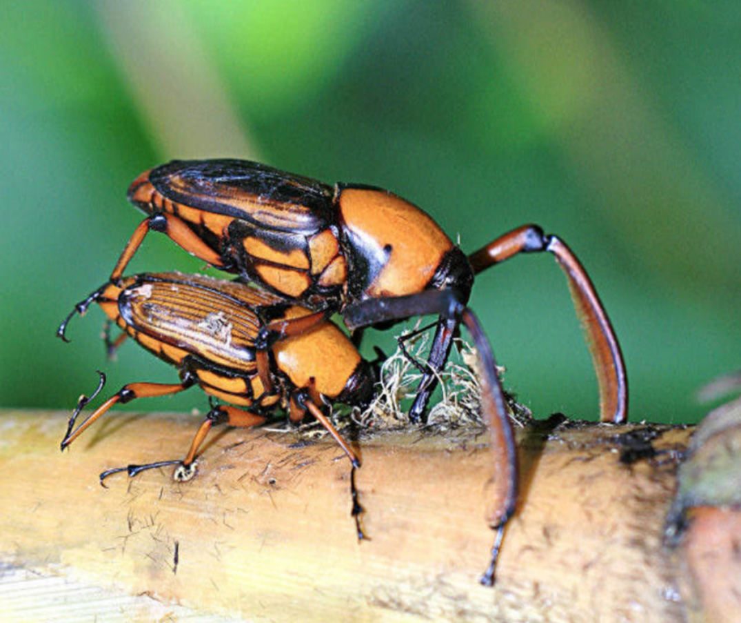 各种虫子美食大总结,关于虫子的重口味美食