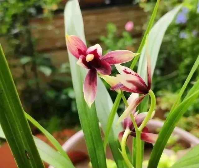 兰花出箭后花箭怎么长得快,兰花有花箭了怎样养护