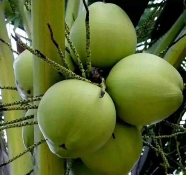 海南文昌东郊椰林碧海椰都,海南文昌东郊椰林椰子王景区