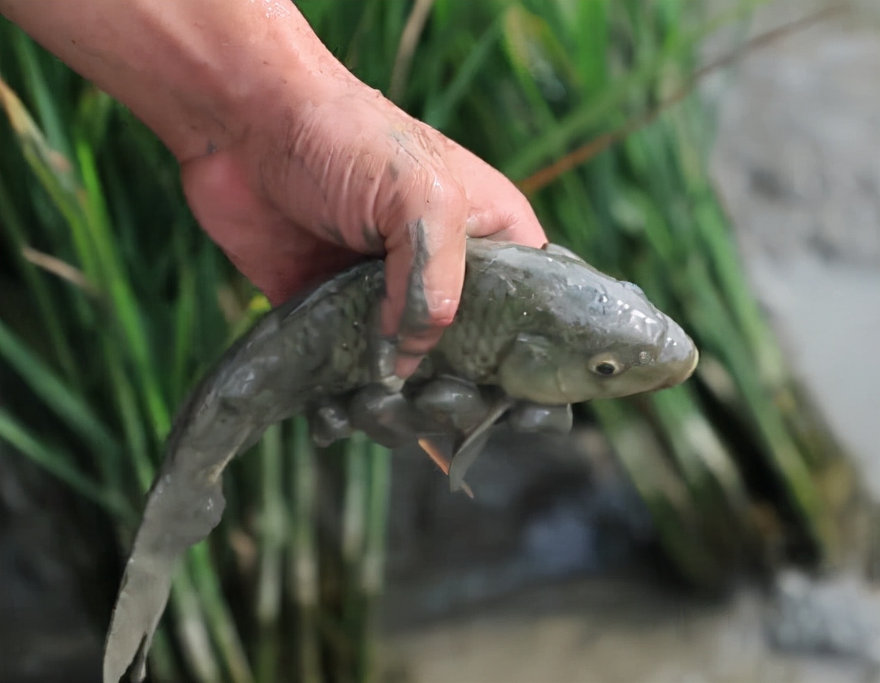 为什么现在的鱼难钓,鱼越来越难钓的原因终于找到了