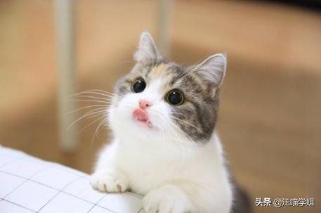 猫咪嘴巴红肿惹人怜，这到底是怎么回事？弄清三大原因才容易解决