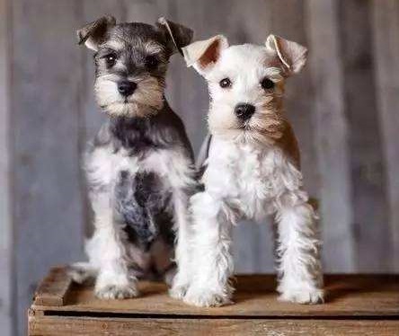 黑白花四眼宠物狗是什么品种,宠物狗智商排名前十名的品种