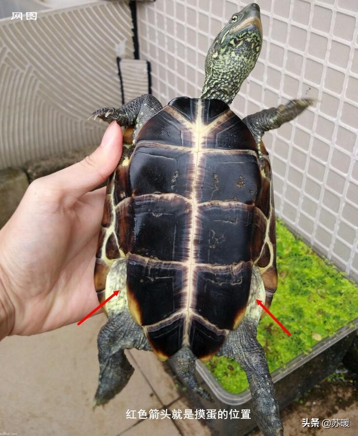养巴西龟的十大小技巧,养乌龟新手入门巴西龟怎么选
