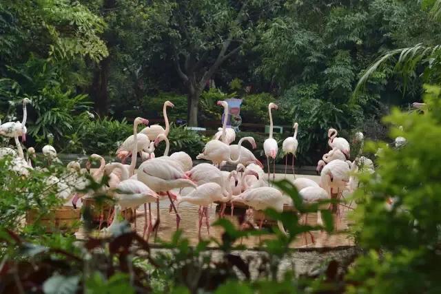长隆飞鸟乐园拍鸟攻略,广州长隆飞鸟乐园可以摸哪些鸟