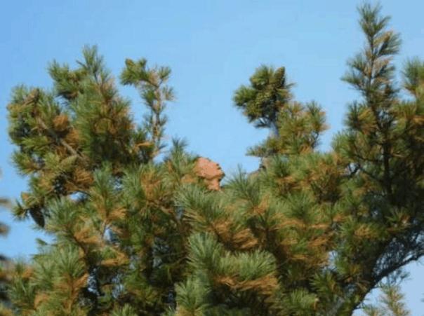 好多人喜欢吃松子,很多人吃过松子却不知道怎么来的