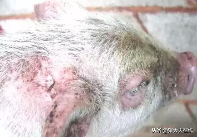 仔猪油皮病怎么防治,仔猪得了油皮病母猪喂什么药净化