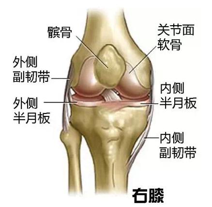 跑步爬楼梯腿会变粗嘛,爬山跑步会磨没软骨吗