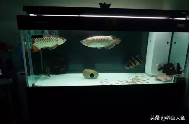 杩囨护绁炲櫒濂界墿鎺ㄨ崘,楸肩几杩囨护骞茶揣璁茶В