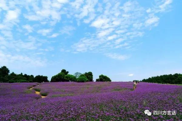 四川石象湖门票,四川景域石象湖景区