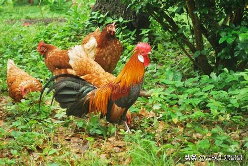 养鸡新城疫最佳配方,经典的养鸡户常用病毒类药物配方