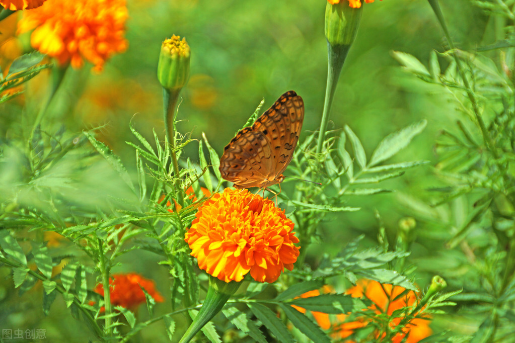 每个十一月生日对应的生日花,365天每天代表生日的花有哪些