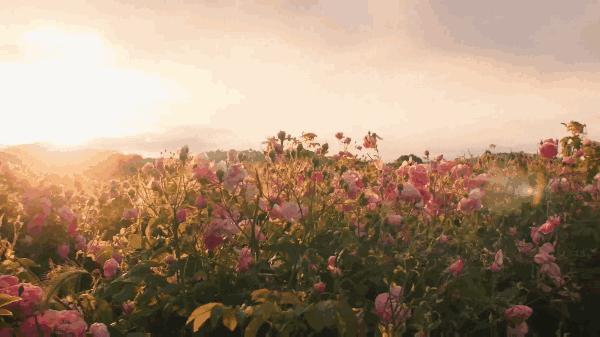 Chanel最新款香水原料诞生地,竟然就藏在这个中世纪小镇!