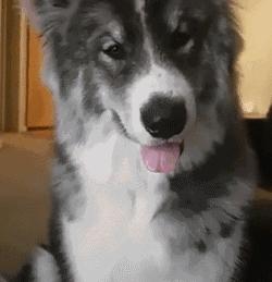 比柯基短腿好看的狗,和柯基杂交的狗狗都是小短腿吗