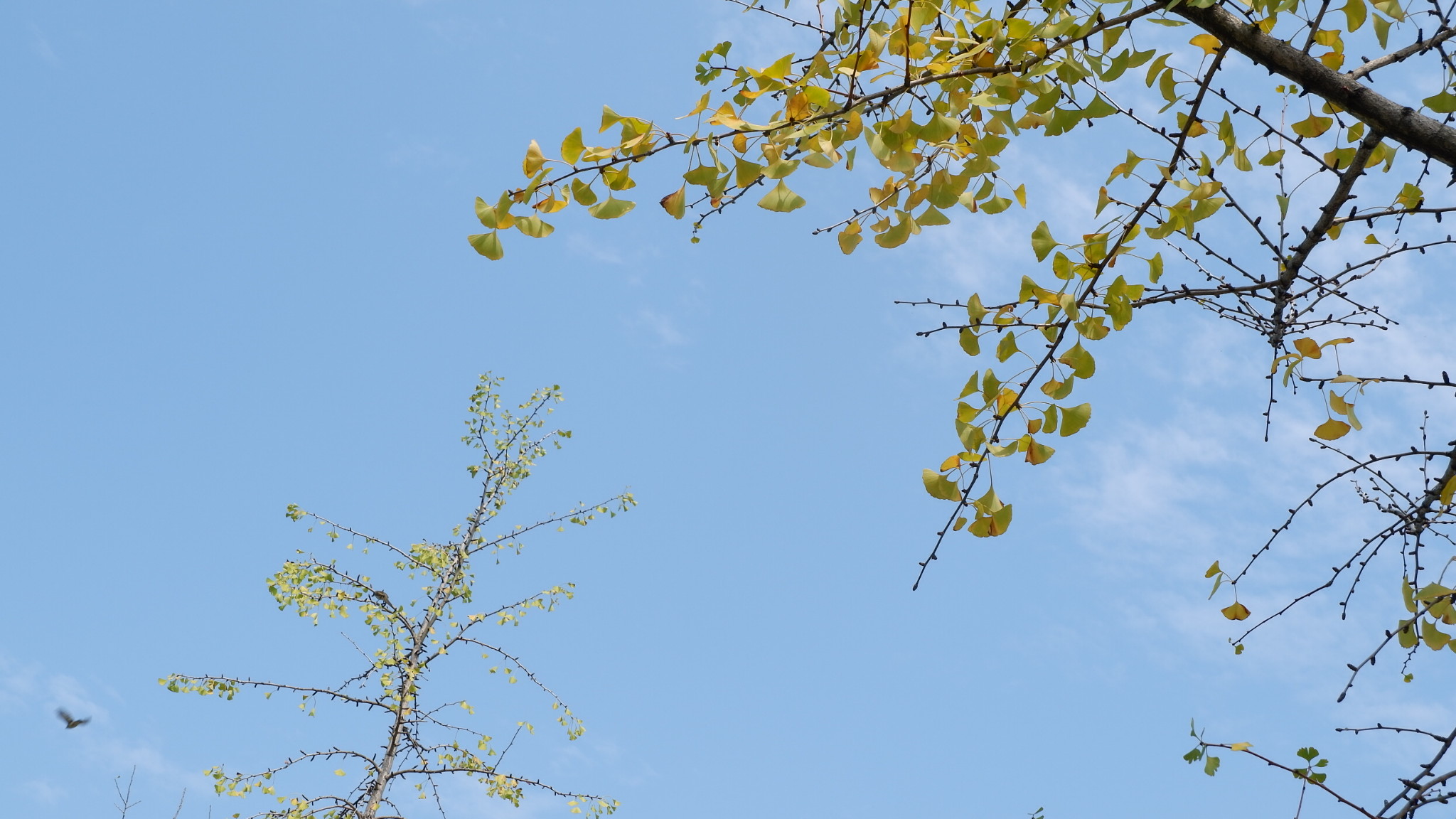 在地铁边看存在了两亿七千万年的树