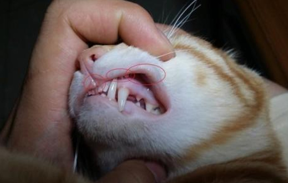 铲屎官嫌弃小狗口臭,怎么解决猫咪口臭的问题