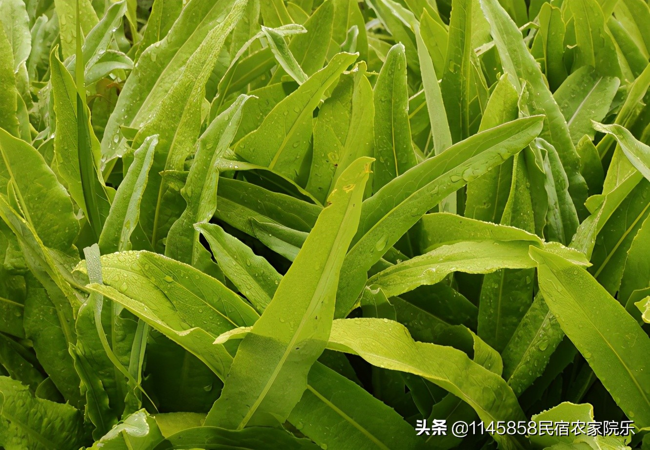 房山区风景好的民宿,十渡心悦院子