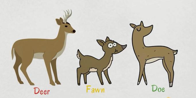 描述动物特征的英文词汇,动物英文词汇1000词