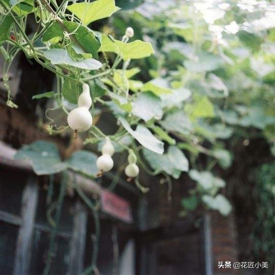 爬藤植物100种,5种爬藤花适合在院子里种植