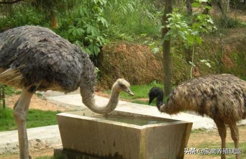 鸵鸟适应什么气候养殖,鸵鸟吃什么饲料添加剂