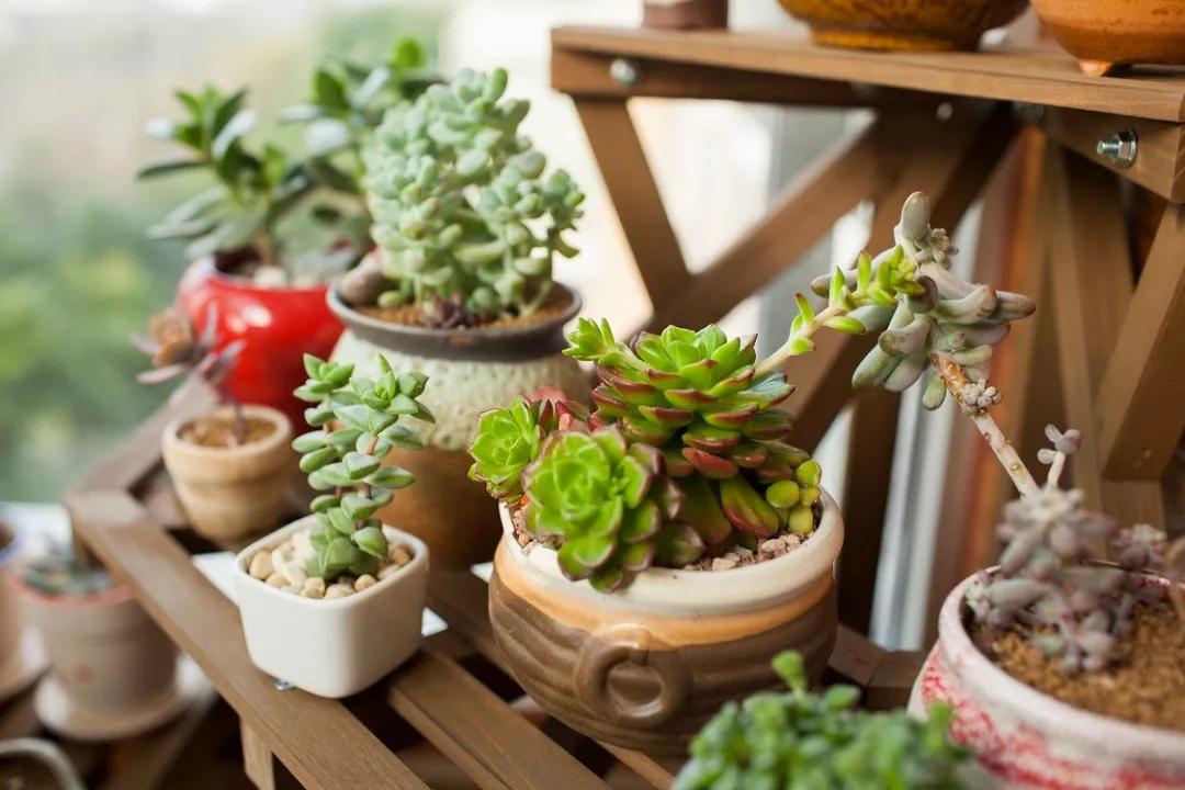 重庆最大的花市在哪里,重庆花市排名前十名