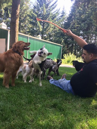 可爱的狗狗去上学,宠物狗狗去学校上学