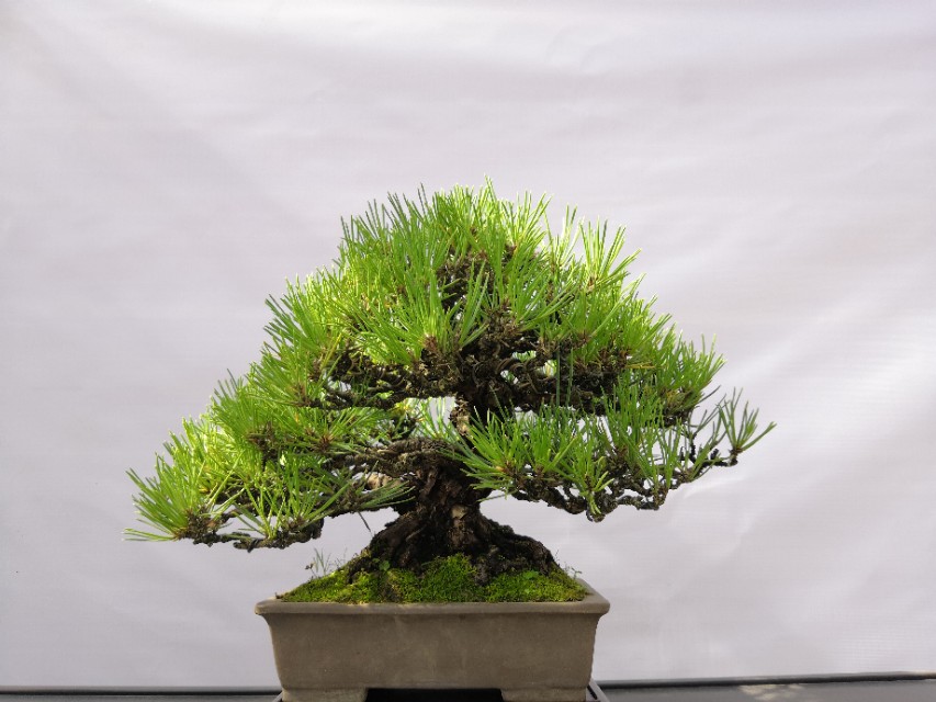 黑松盆景冬天能放到暖气房吗,黑松盆景种家里对风水好不好