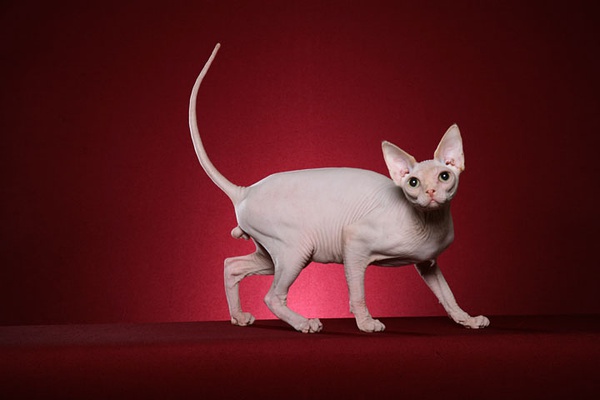 各种猫咪花纹品种,名贵品种猫咪大全