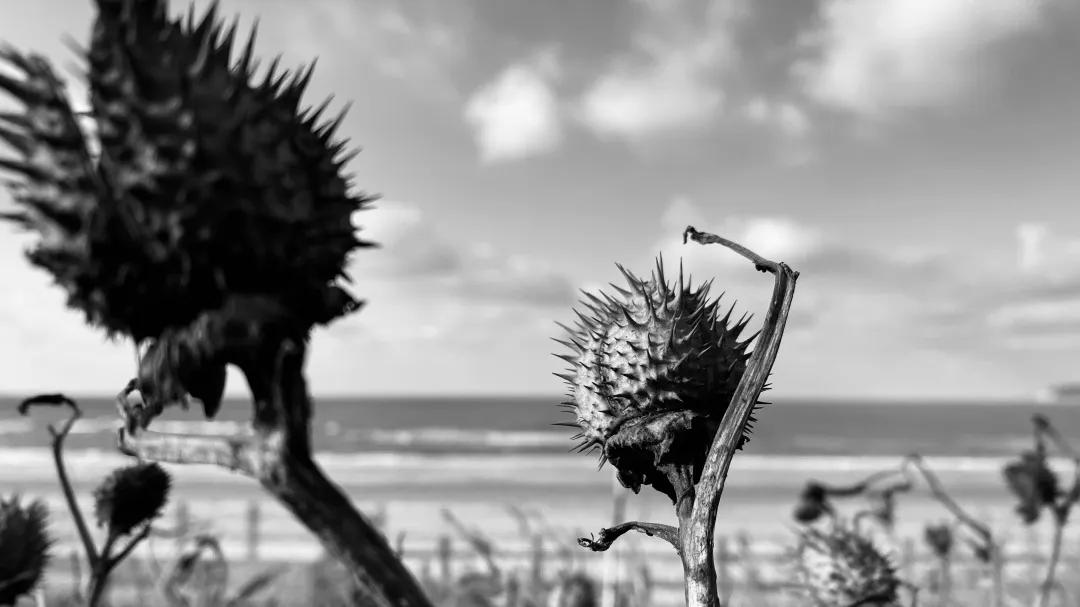 iphone相机操作指南广角镜头篇,iphone相机操作指南3.0