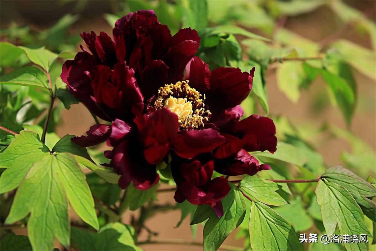 牡丹的名贵品种黑牡丹和绿牡丹,牡丹的稀有品种绿牡丹和黑牡丹