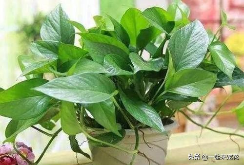 捡来的塑料盆能不能养花,平时买菜回来的塑料袋舍不得扔的