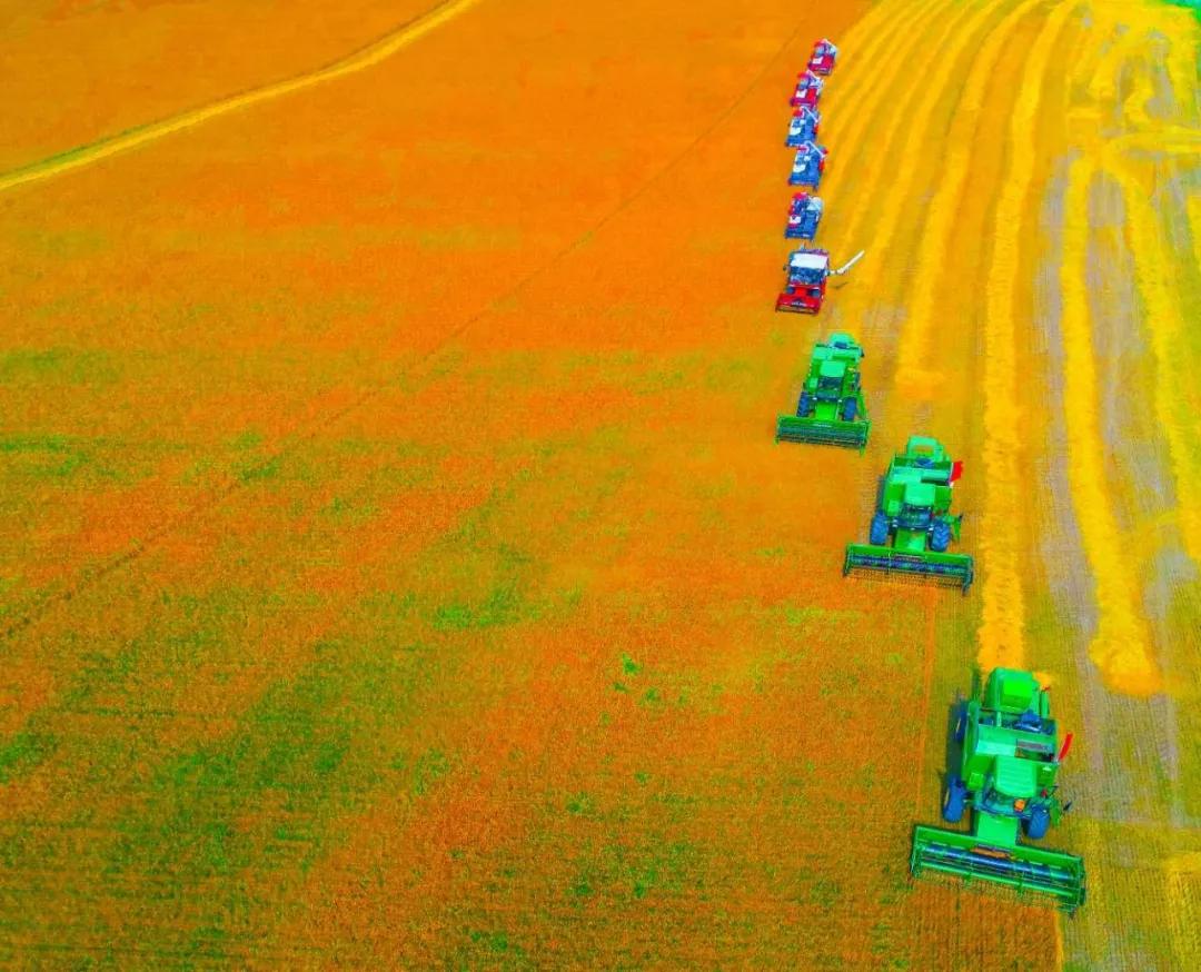 洮南玉米收割,洮南收玉米
