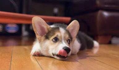 狗狗呕吐白色泡沫后又吐黄色粘液,狗狗吐了有什么方法治疗