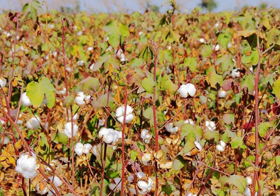 棉花高产栽培技术,棉花栽培需要打垄吗