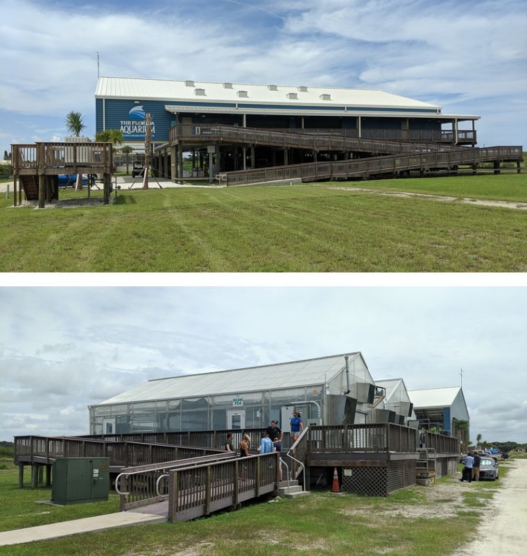 人工圈养珊瑚首次产卵,美国佛罗里达州柱状珊瑚的最后一丝希望