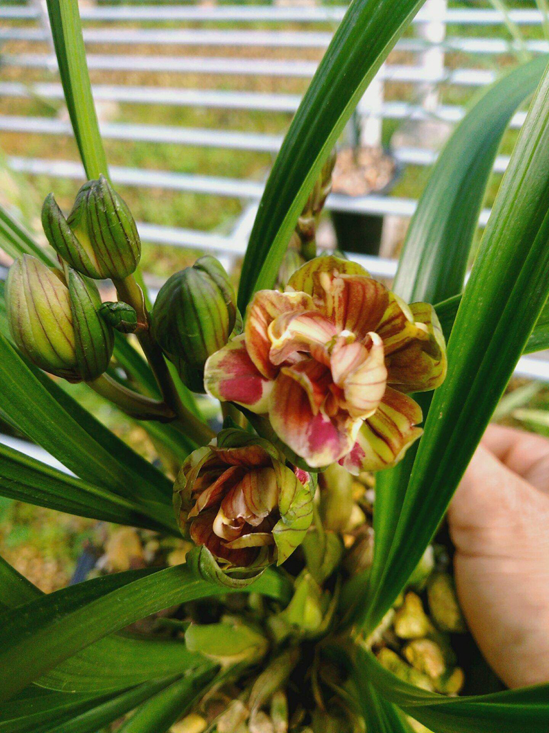 兰花粉虱怎么去除,兰花上的虱虫怎么去除