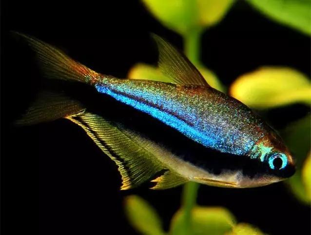 灯鱼草缸造景教程,草缸造景养什么鱼