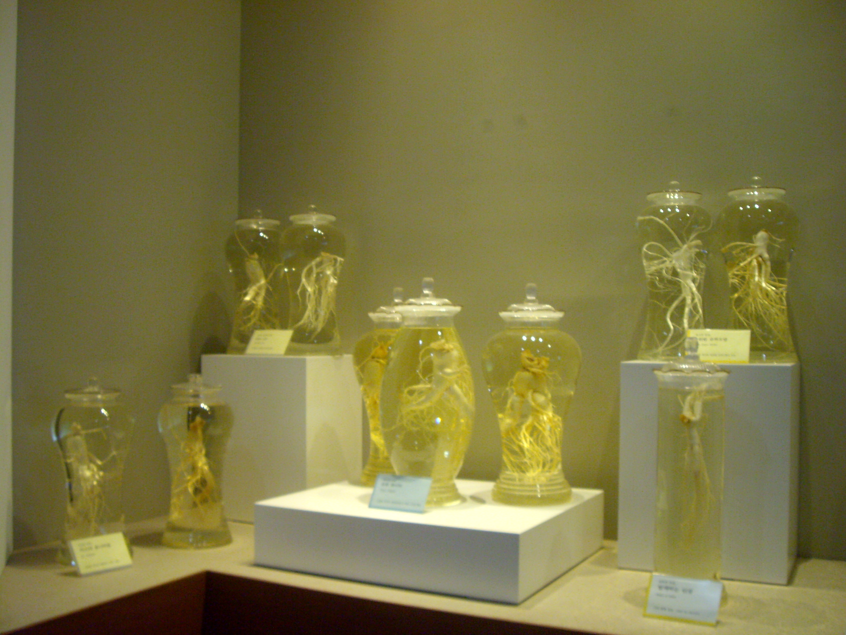 舒服晒游记丨VOL.5韩国:人参如何生成