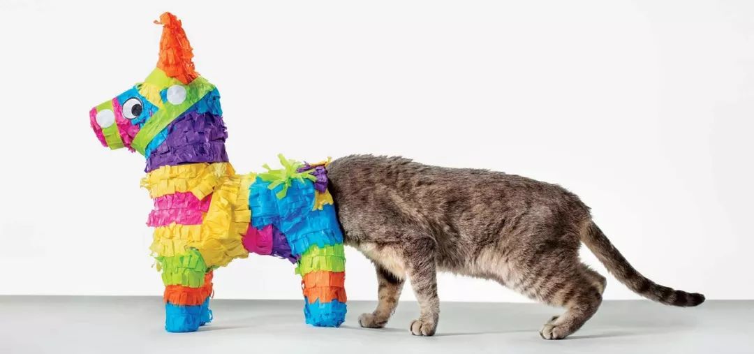 最有趣的星座,最有趣的双子