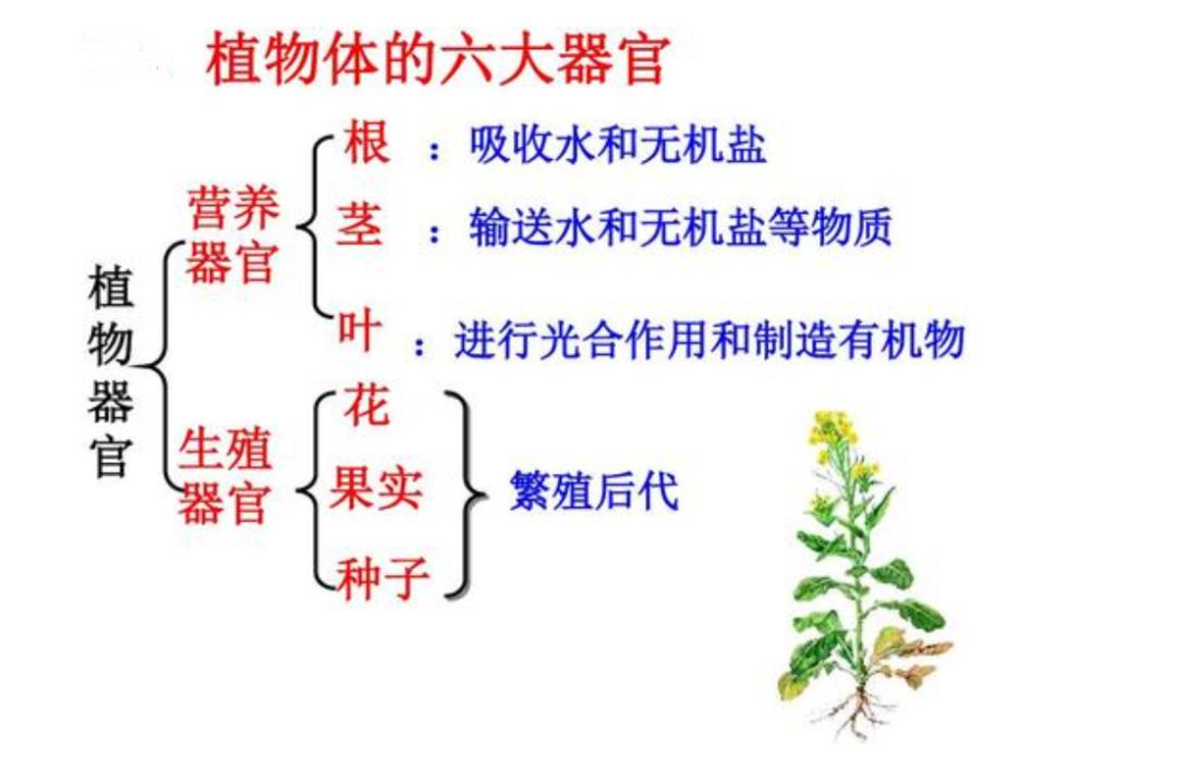 七年级上科学8-11章知识点总结,七年级上册华东师大版科学知识点
