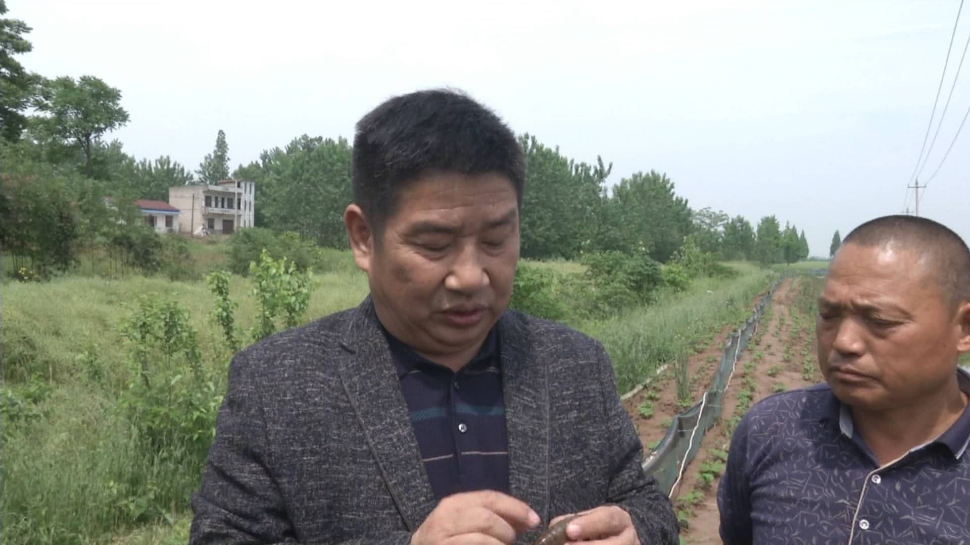 新手养虾遇难题，每天从虾塘里捞出大量“断腿”死虾，很着急！这是什么病？