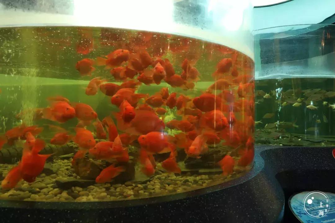 整个上海都是繁华的吗,上海一座美丽的魔都