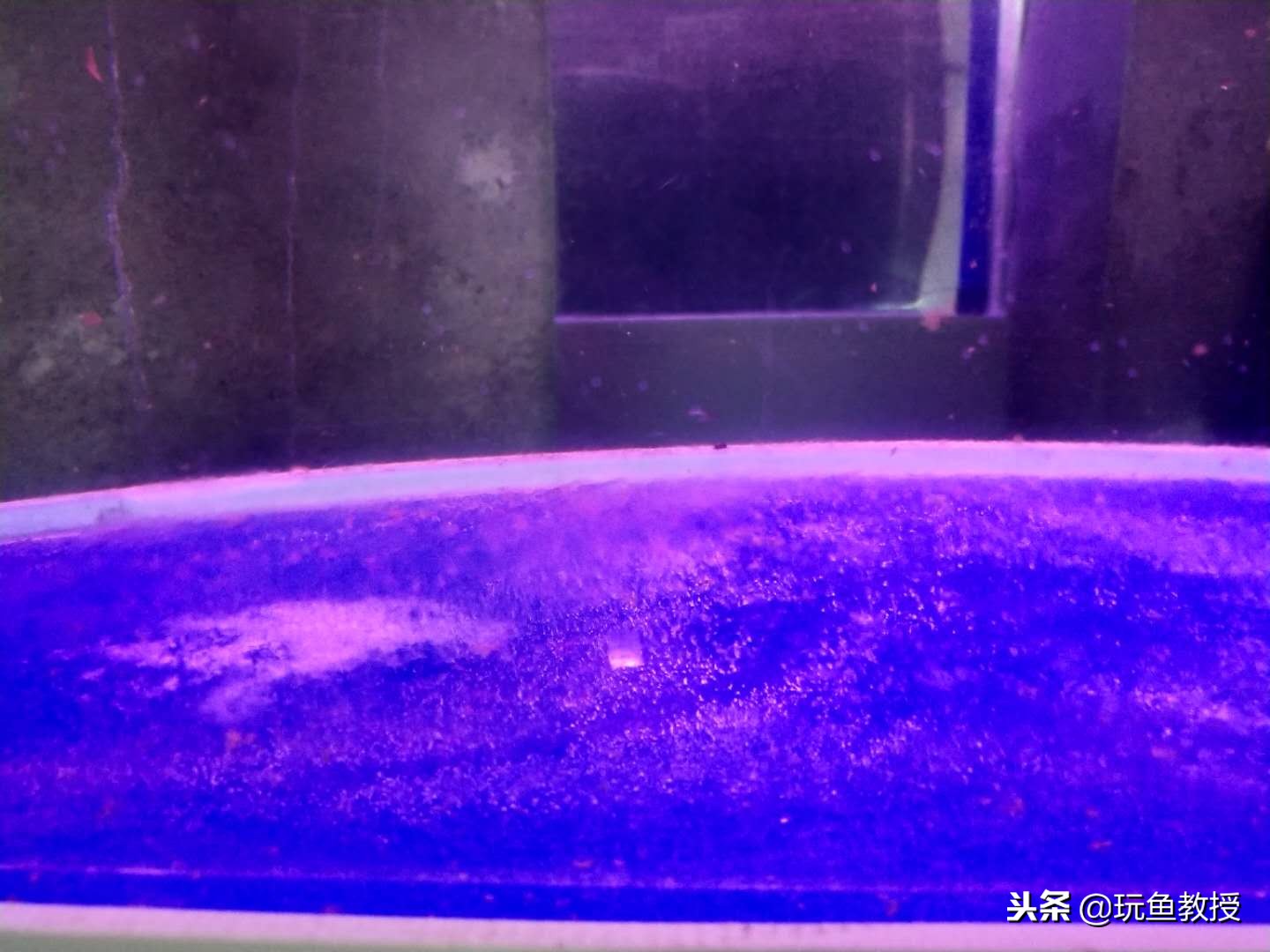 鱼缸里加盐孔雀鱼死了,鱼缸加盐会杀死绿藻吗