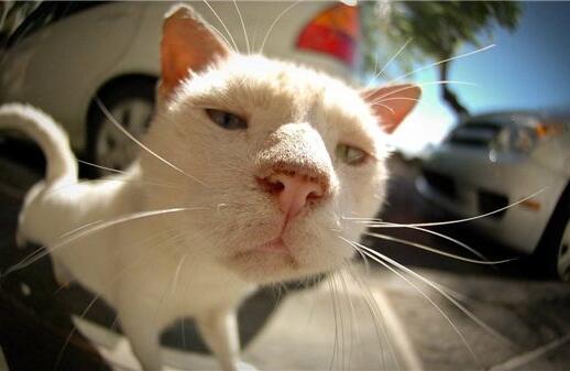 猫咪胡须向下就是代表在忍痛吗,猫咪的胡须不齐