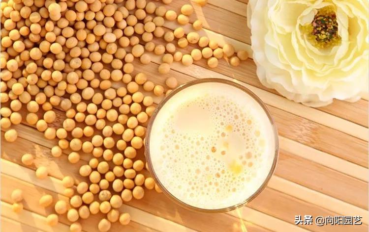 绿萝喂点黄豆水,绿萝喝啤酒长得快吗