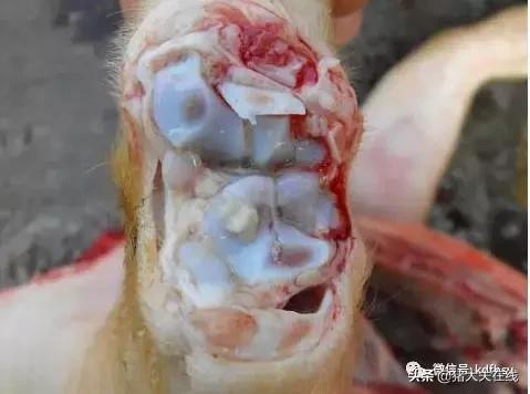 小猪腿压肿了打什么针管用,小猪脚痛关节肿大用什么药最好