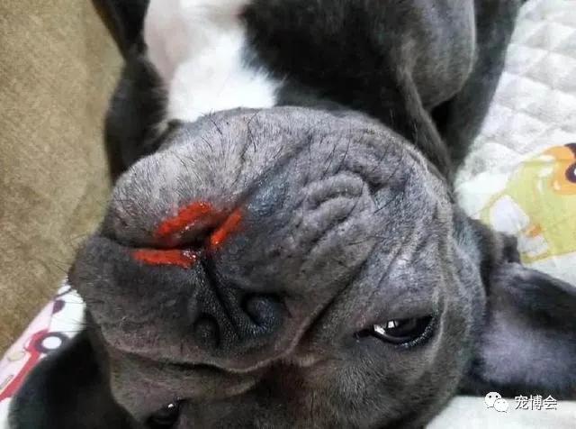 盘点狗狗被吓了一大跳,盘点被吓坏的狗狗