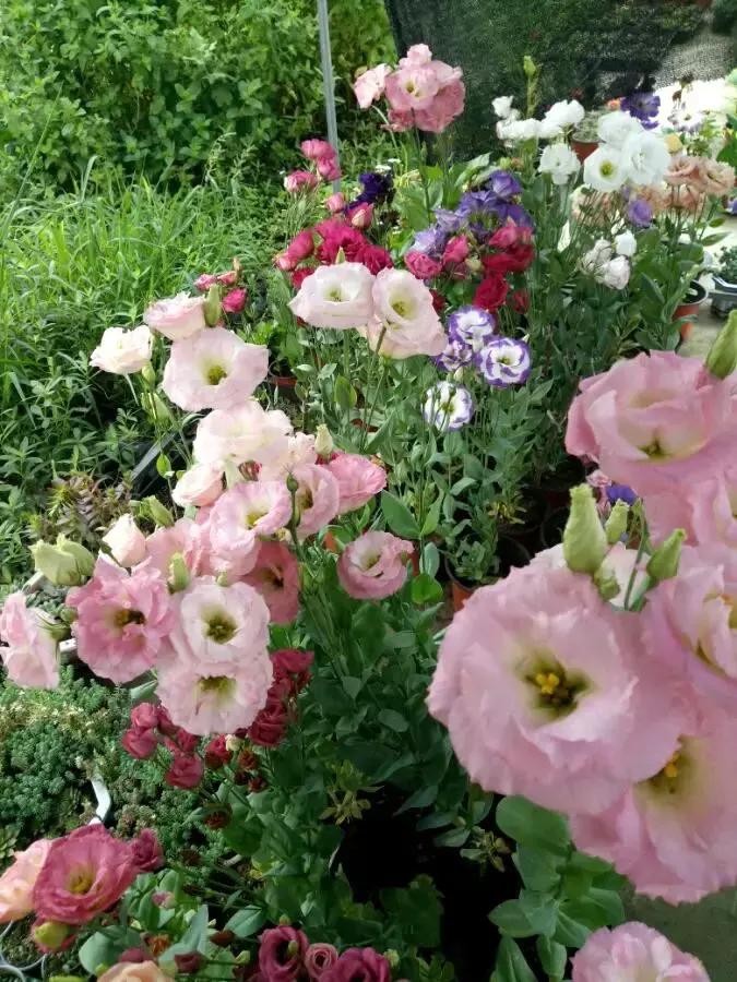 百花图谱大全100幅,工笔百花图谱100种