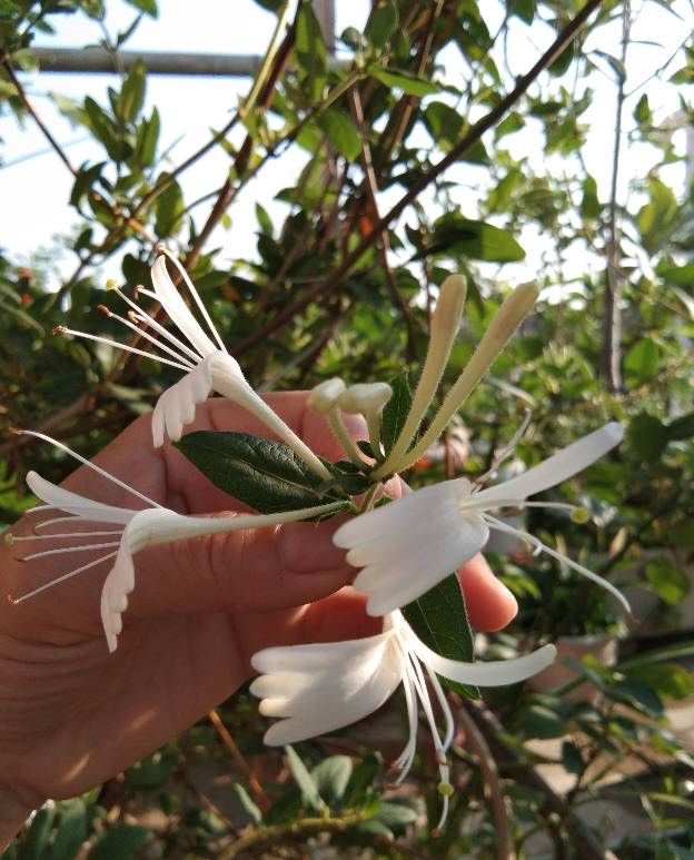 金银花怎么养成盆景,盆栽金银花养殖方法