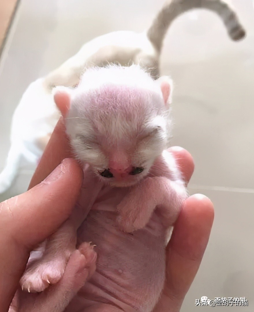 如何看出猫咪年龄有多大,怎么看出猫咪的年龄多大